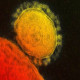 Virus Wuhan, SARS, Ular atau Kelelawar, dan Kesigapan China 