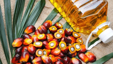 Nusantara Sawit (NSSS) Mau Tambah Pabrik setelah IPO