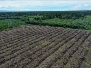 Perambahan Hutan Kerinci Seblat Mayoritas untuk Pertanian