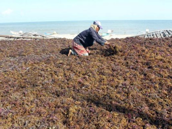 RI Gandeng China dan Singapura di Proyek Hilirisasi Rumput Laut