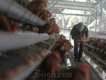 Peternak Respons Rencana RI Impor Gandum untuk Pakan Ternak