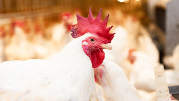 Penuhi Kebutuhan Kepri, Japfa Group Bangun Peternakan Ayam di Bintan