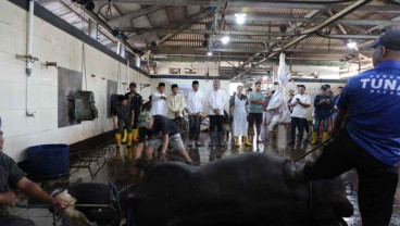 Prabowo Sumbang Sapi Kurban Nyaris Seberat 1 Ton di Kota Malang
